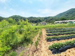 양평군 양서면 청계리 청계산 자락의 공기좋은 토지_썸네일_5